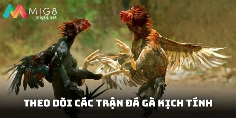 Theo dõi các trận đá gà kịch tính, livestream từ các đấu trường lớn