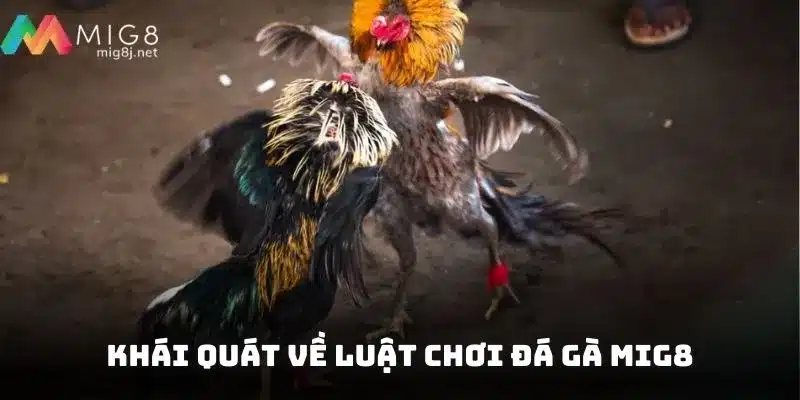 Thông tin tổng quan về luật diễn ra các trận đá gà Mig8
